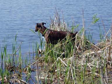 Swamp Dog