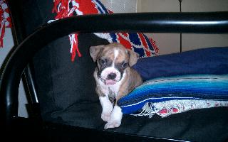 Sweet Boy Banjo 8 weeks