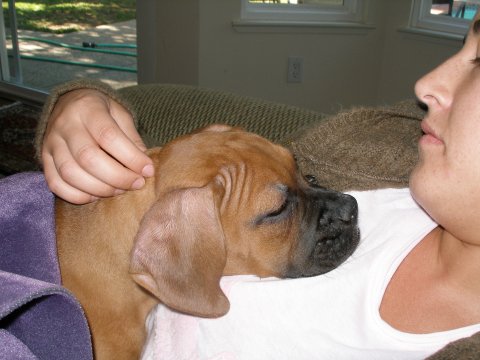 Sweet dreams Rocky