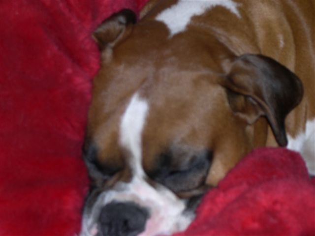 Sweet Dreams!!!!