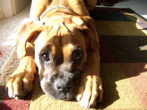 Sweet Face