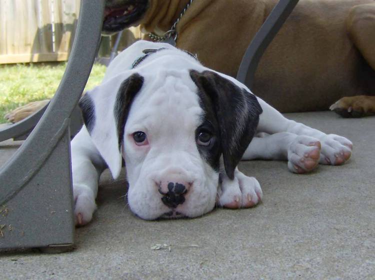 Sweet Face