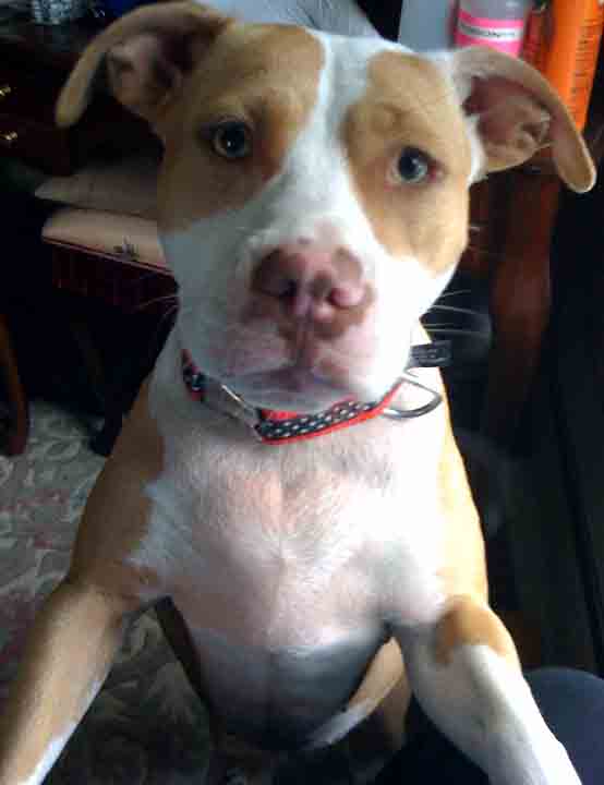 Sweet faced Bella