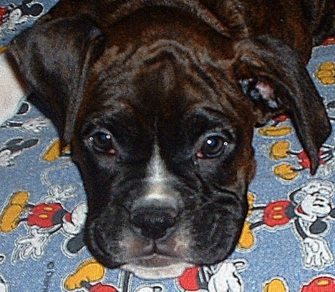 Sweet Jorja - 10 wks.