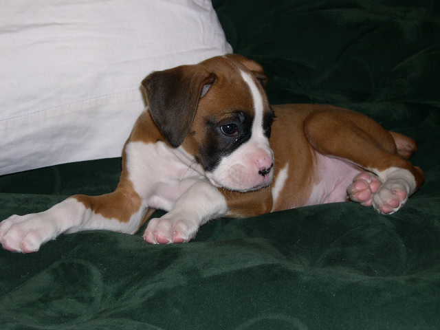 Sweet little Tucker