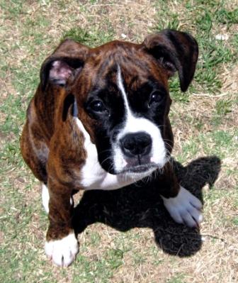 Sweet puppy