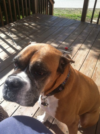 Sweet Sadie