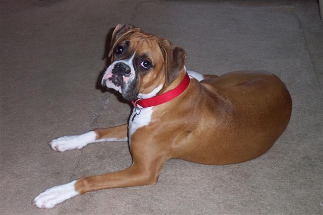 Sweet Samantha