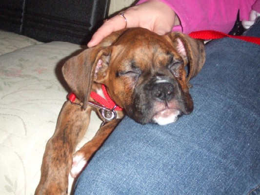 Sweet Smooshface 11 weeks old