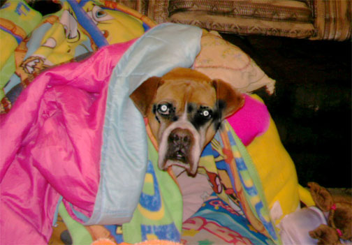 Sweet Taz