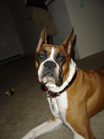 sweetface