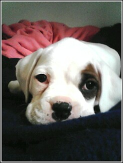 Sweetie Pie Daisy
