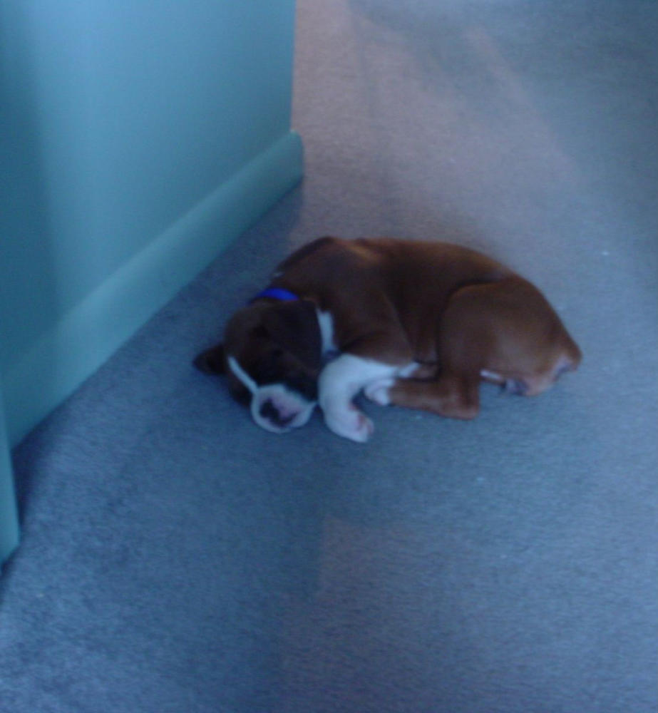 Sweetpea's First Day