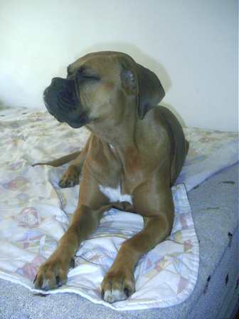 Sweety Mayra