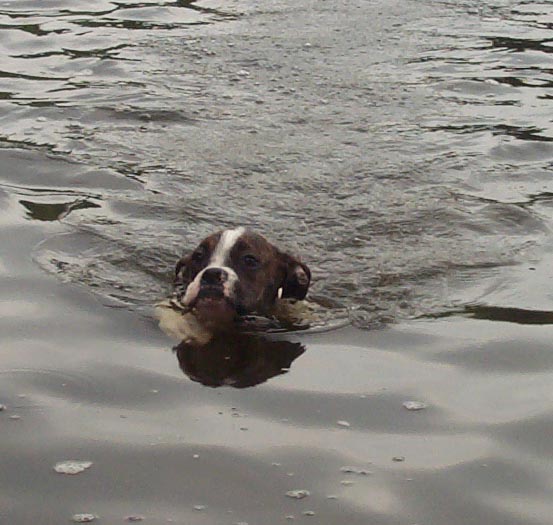 swimmer in the water!