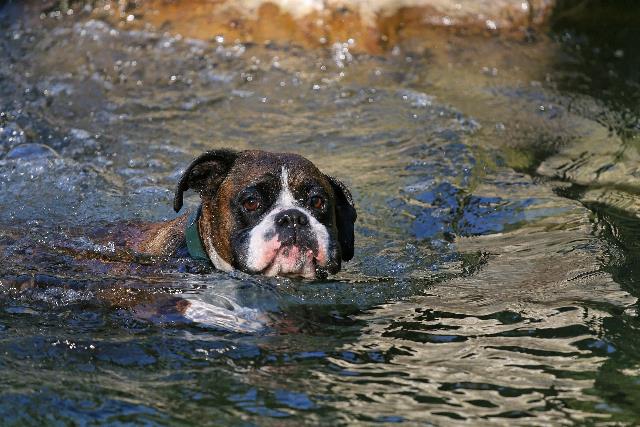 swimmer