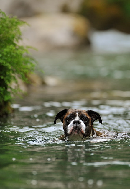 Swimmer