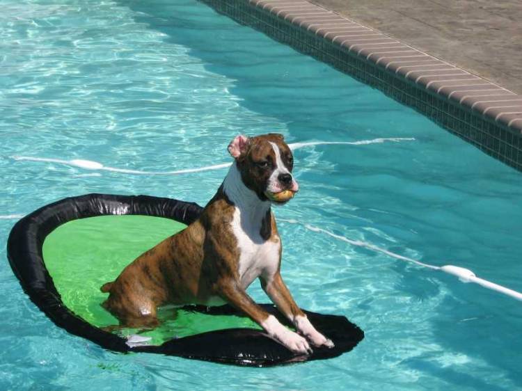 Swimmin' Dog!