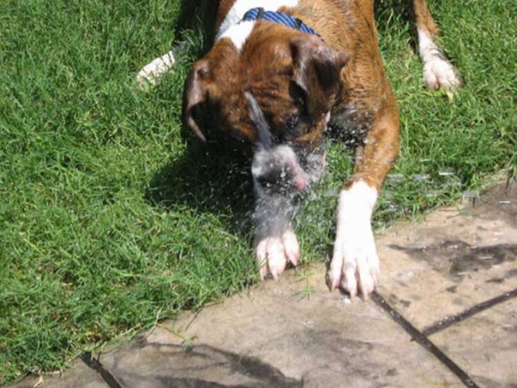 Swimming Dog!