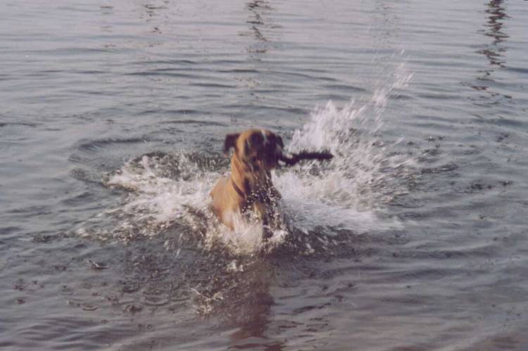 "swimming gracefully" kind of