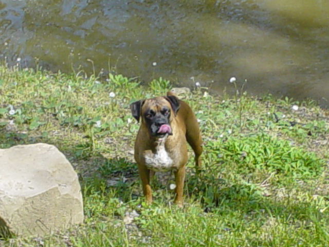 Swimming in the Pond