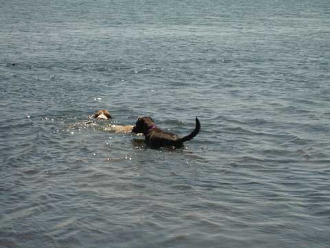 Swimming with new friends