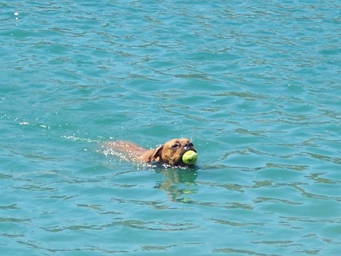 Swimming with tennis ball