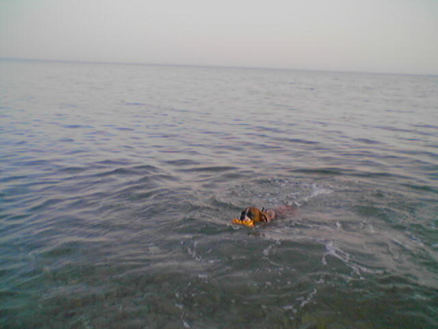 swimming