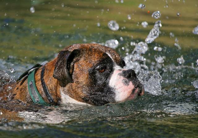 swimming