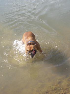 swimming