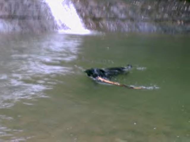 swimmy_sam