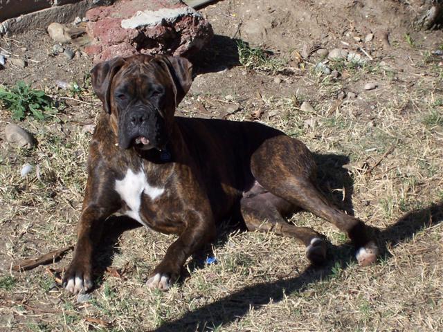 Syd - 1 Year Old
