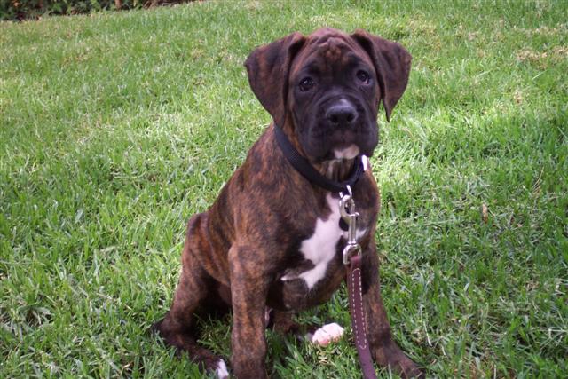 Syd - 10 1/2 weeks