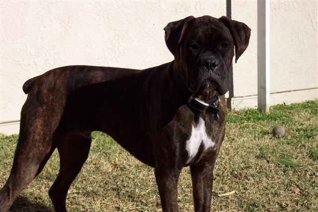 Syd - 10 Month's Old