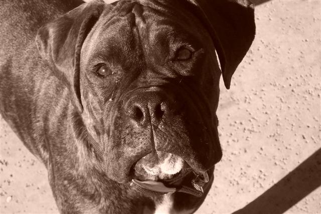 Syd - 10 Month's Old