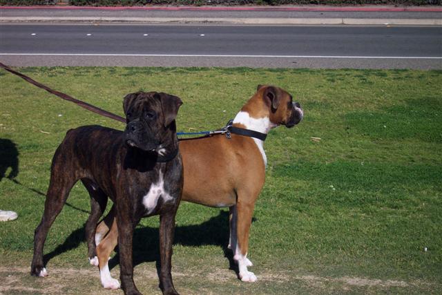 Syd - 11 Month's Old & Samantha