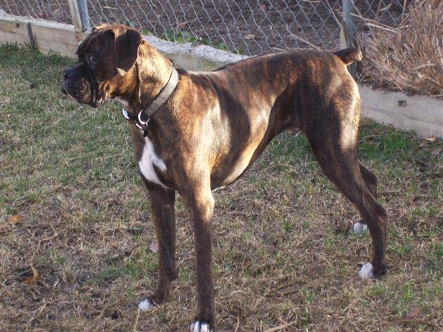 Syd - 11 Month's Old
