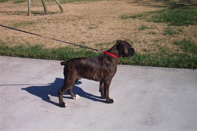 Syd - 12 Weeks Old