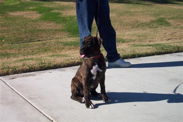 Syd - 12 Weeks Old