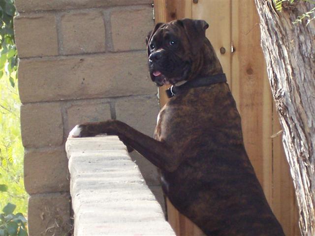 Syd - 13 Month's Old