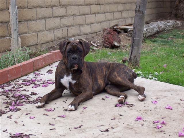 Syd - 13 Month's Old
