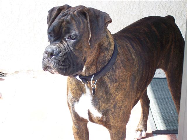 Syd - 14 Month's Old