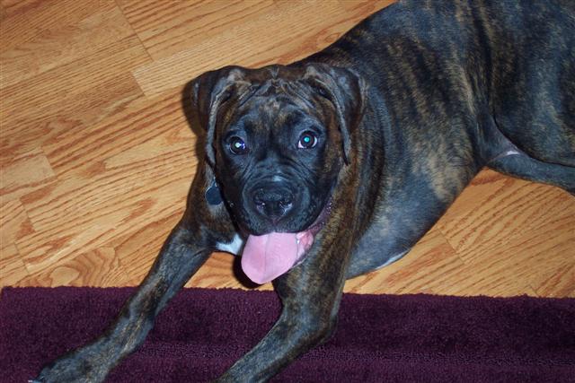 Syd - 5 Month's Old