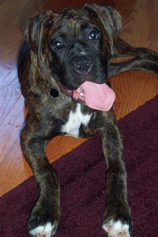 Syd - 5 Month's Old