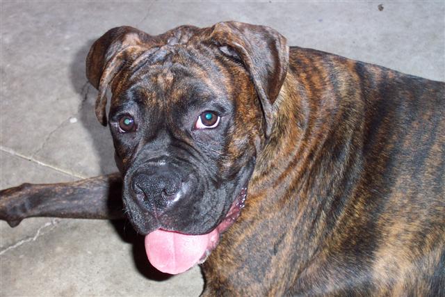 Syd - 7 Month's Old