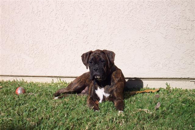 Syd - 8 Month's Old