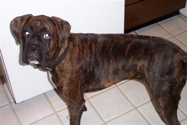 Syd - 8 Month's Old