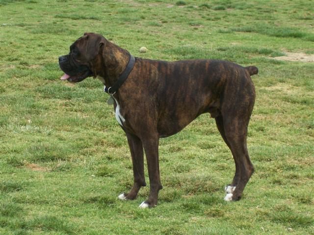 Syd _3_Years_1_Month_Old