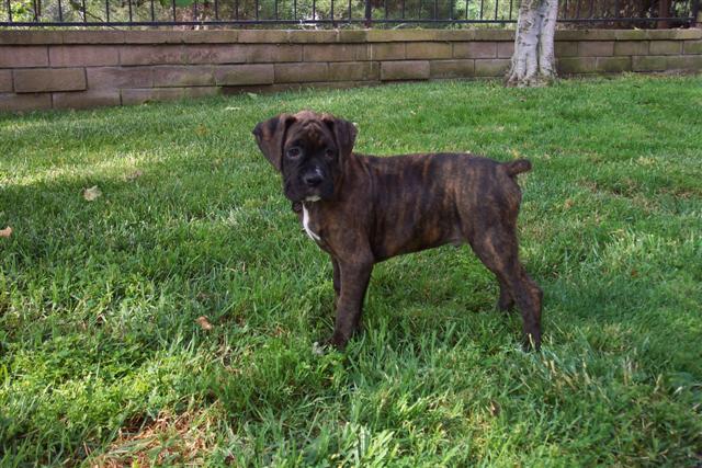 Syd - Nine Weeks Old