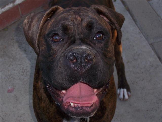 Syd_28_Months_Old